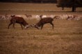 /album/jelenia-ruja/a4022897713-444f018c7a-jpg/