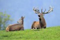 /album/jelenia-ruja/ruja-jelene-1-ap-jpg/